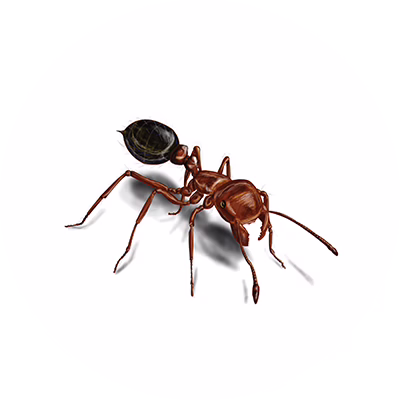 Ant Control & Treatment