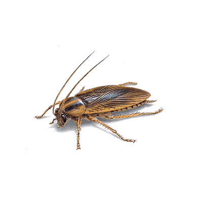 Roach Control