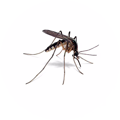 Mosquitoes