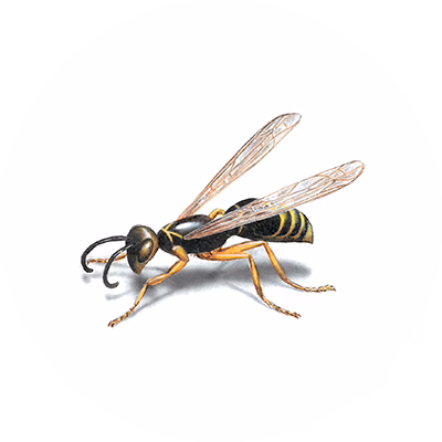 Stinging & Flying Insect Control (Wasps, Bees, Hornets)