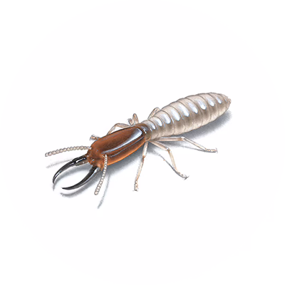 Termite Inspections / Escrow Pest Inspections