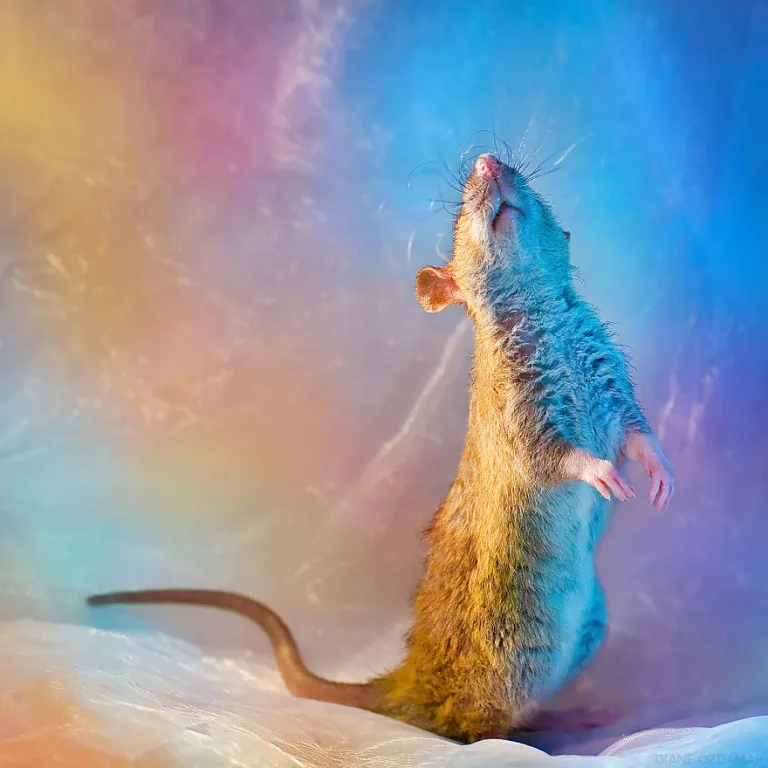 Residential Pest Control